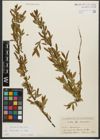 Foto von Salix triandra subsp. triandra L.